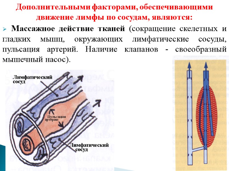 Дополнительными факторами, обеспечивающими движение лимфы по сосудам, являются: Массажное действие тканей (сокращение скелетных и